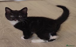 British Shorthair cats for sale: Black and tuxedo baby kittens in Bicester - Image 34