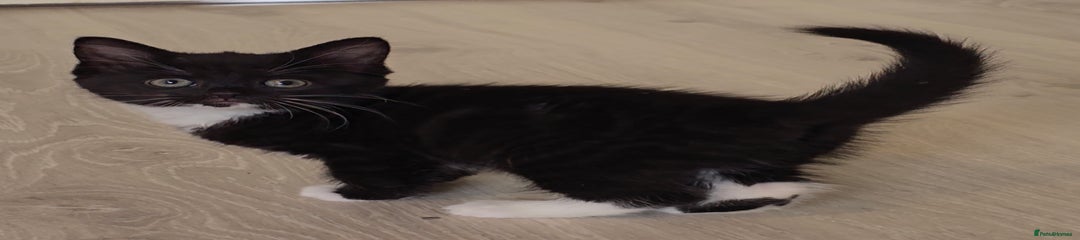 Girl Tuxedo