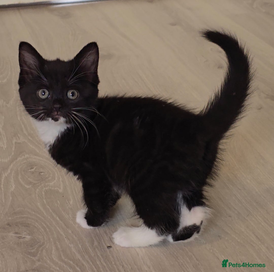 British Shorthair cats for sale: Black and tuxedo baby kittens in Bicester - Image 34