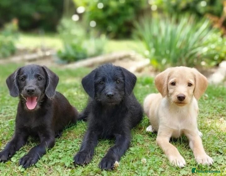 Labradoodle dogs Toy mini labradoodles F1 - Advert 6