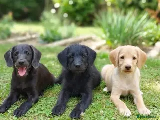 Labradoodle dogs Toy mini labradoodles F1 - Advert 6