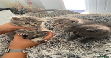 British Shorthair cats - Advert 4