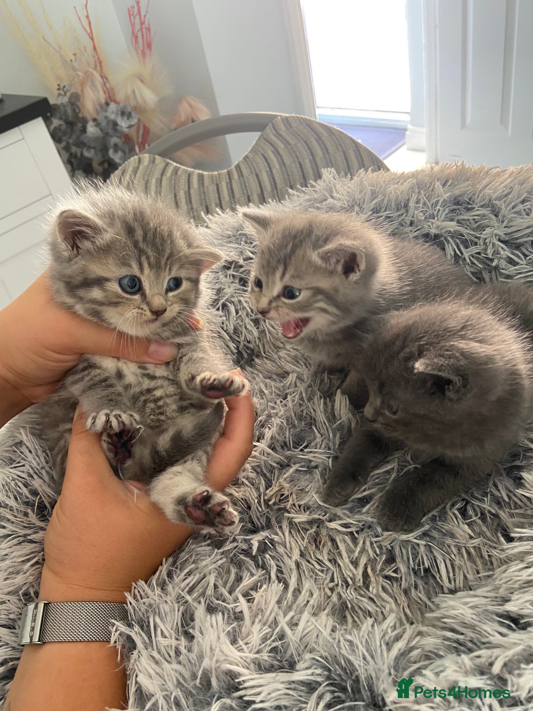British Shorthair cats for sale: 🌟 Adorable Kittens 🌟 - Image 2