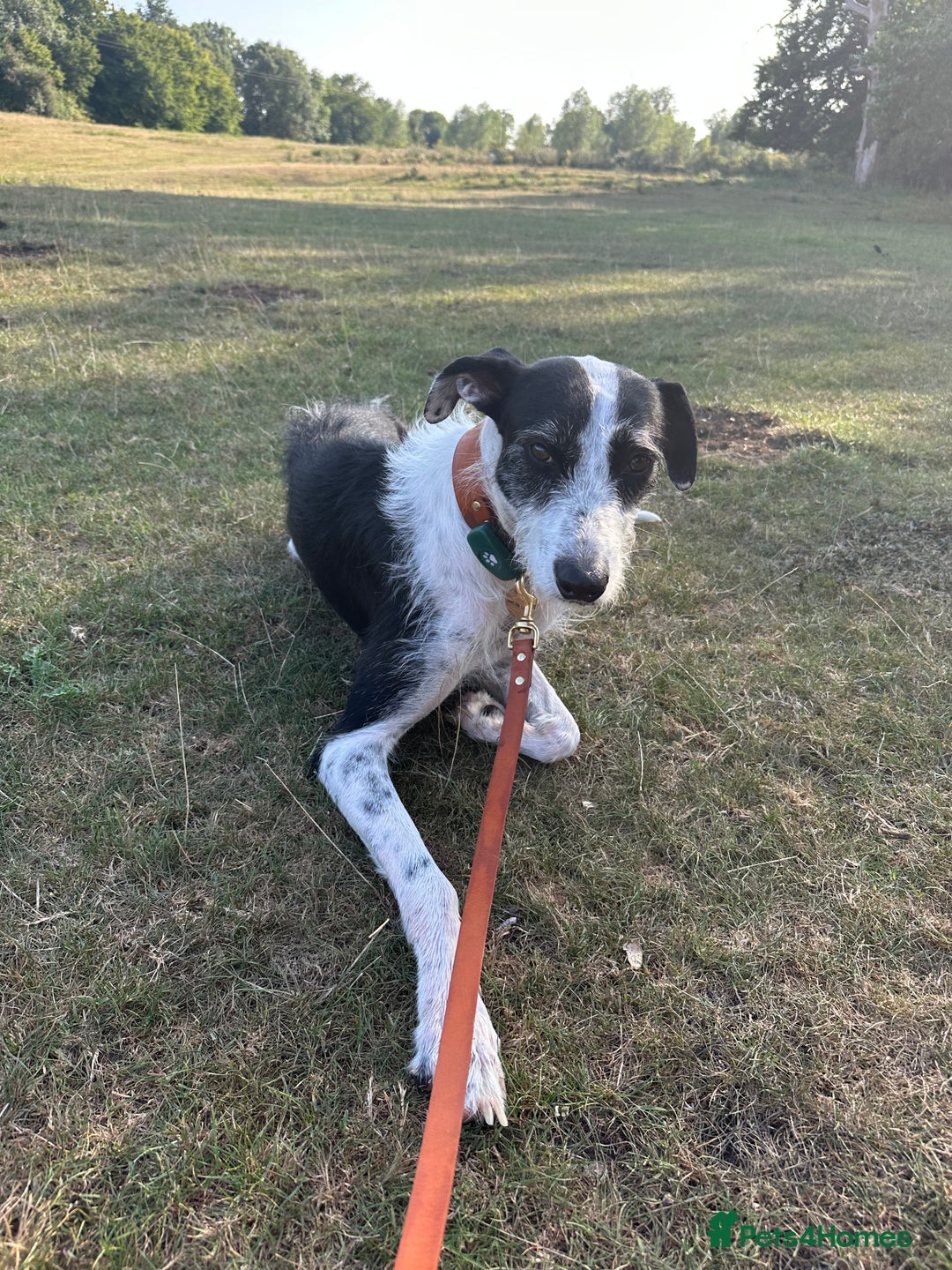 Lurcher dogs for sale: Lucky - Image 5
