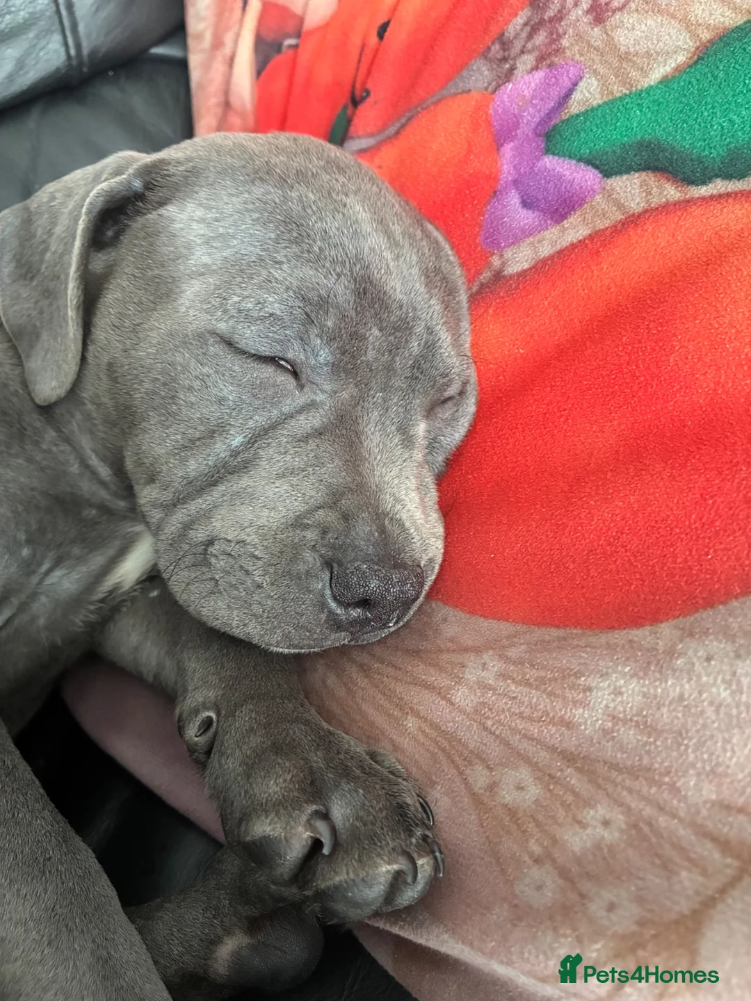 Staffordshire Bull Terrier dogs for sale: Beautiful blue kc reg Staffordshire bull terrier  - Advert 2