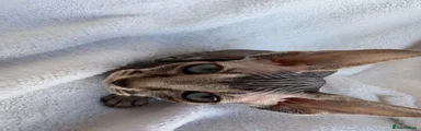 Tabby Female