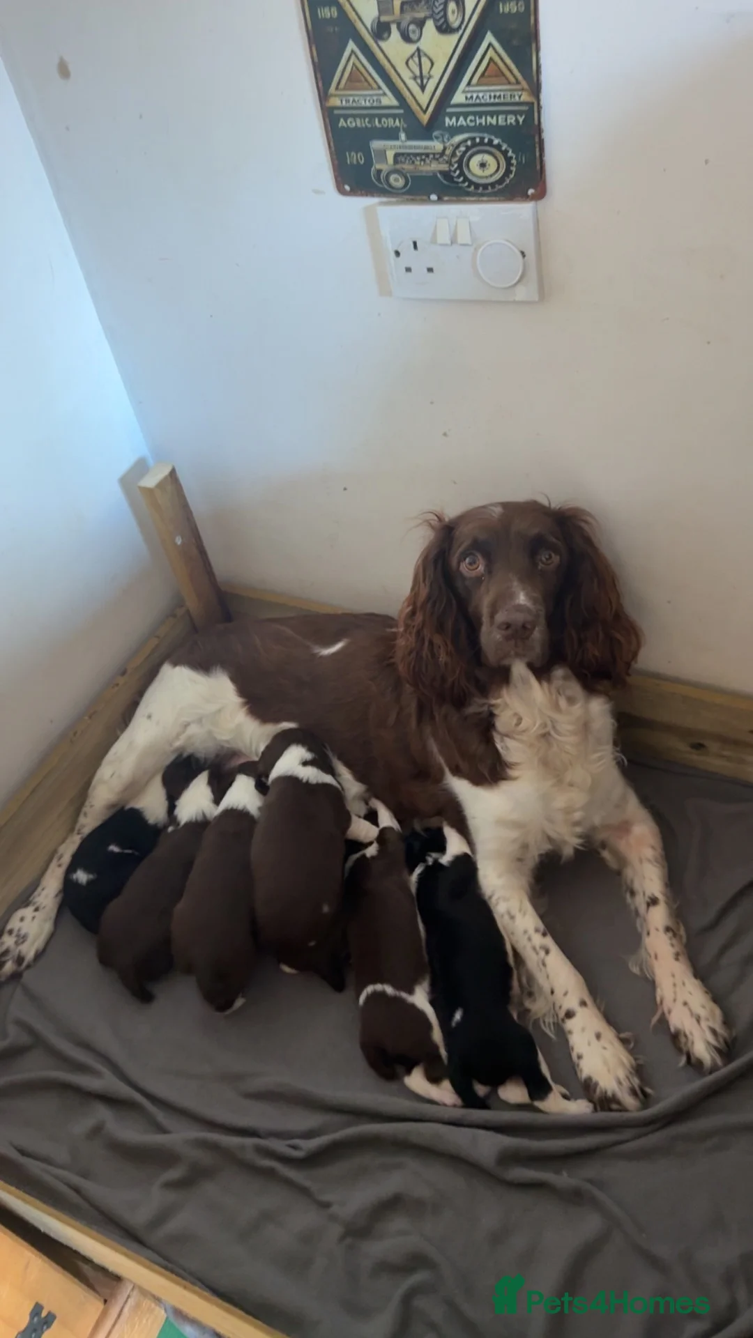 English Springer Spaniel dogs for sale: English springer spaniel puppy’s  in Deeside - Advert 1