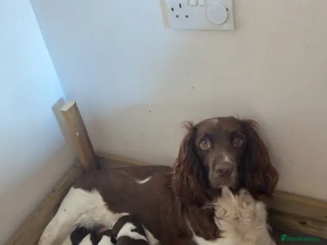 English Springer Spaniel dogs for sale: English springer spaniel puppy’s - Advert 9