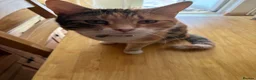 Mixed Breed cats for sale: Two adult cats for sale  - Advert 3