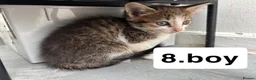Mixed Breed cats for sale: Cats for sale  in Birmingham - Advert 6