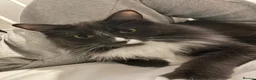 Mixed Breed cats for sale: Milo  in Nottingham - Advert 9