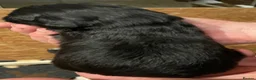 Goldendoodle dogs for sale: Goldendoodle F1b - Advert 20