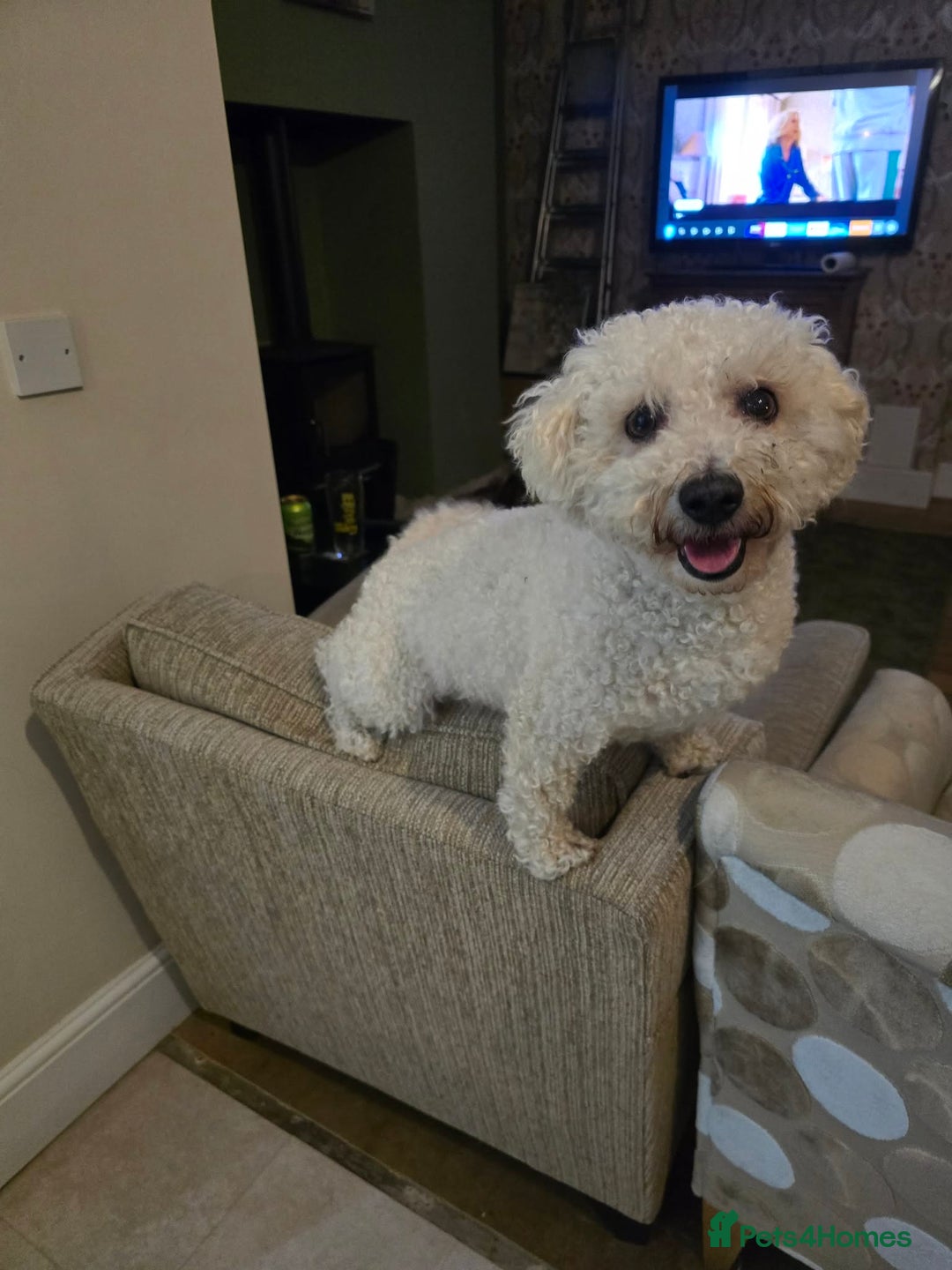 Mixed Breed dogs for adoption: DAISY & BILLY - BONDED PAIR  - Advert 9