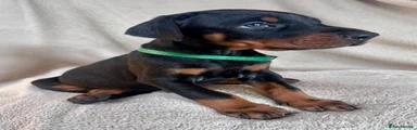 Green collar Black and Tan male