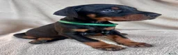 Dobermann dogs for sale: Health tested European puppies  - Advert 3