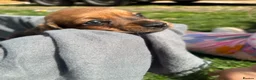 Dachshund dogs for sale: Stunning litter miniature sausage dogs - Advert 3