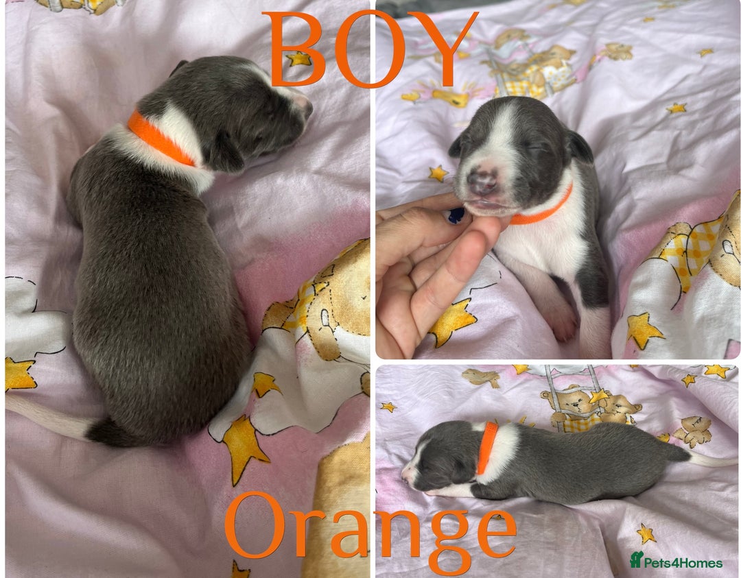 Whippet dogs for sale: Whippet puppies  - Image 8