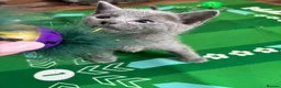 Russian Blue cats for sale: Top pedigree Instagram star Russian blue kittens - Advert 11