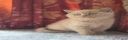 British Shorthair cats for sale: British Shorthair Kittens, 1 Boy & 2 Girls - Advert 10