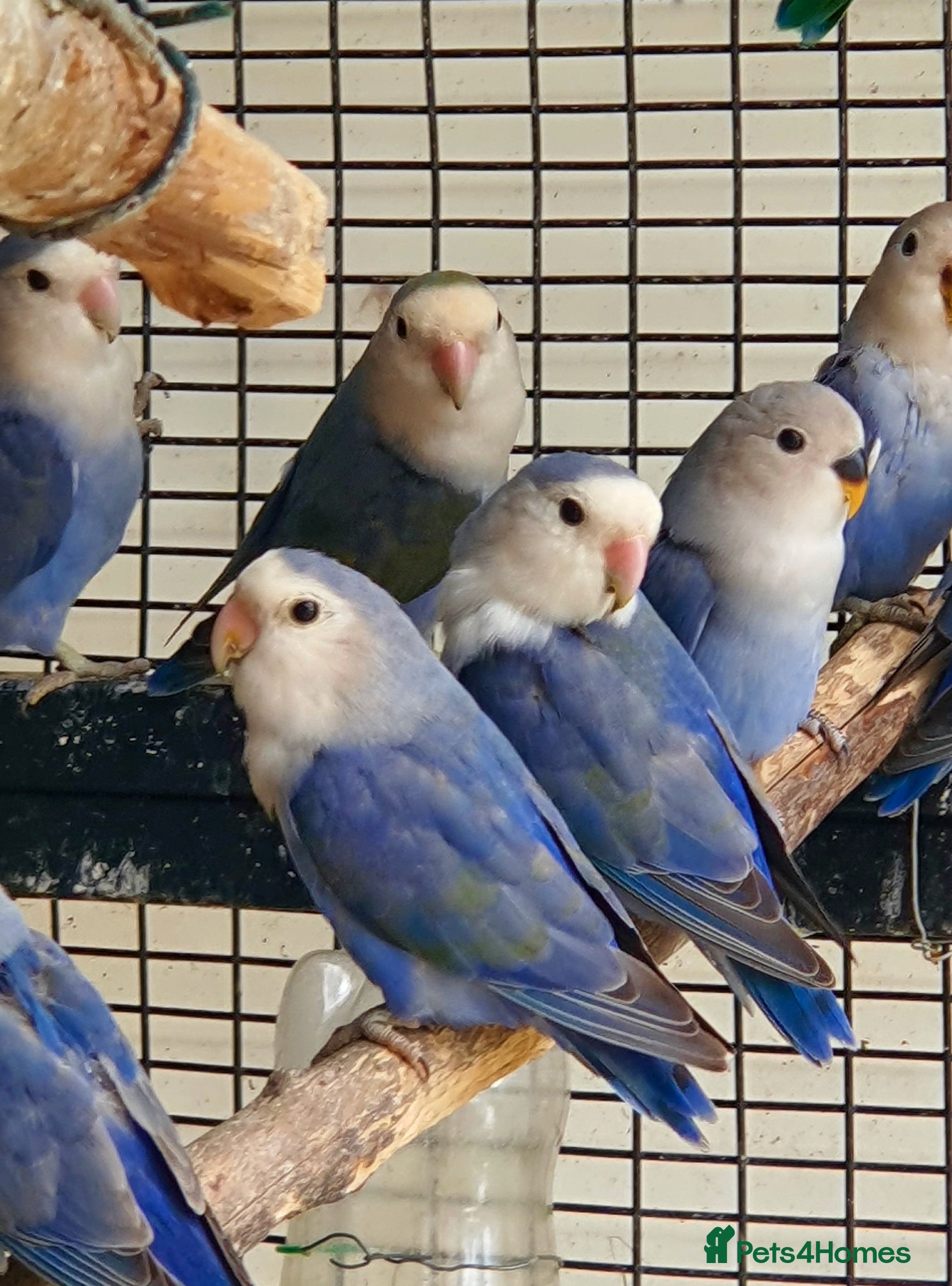 Lovebirds birds LoveBirds - Advert 16