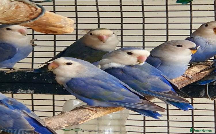 Lovebirds birds - Advert 1