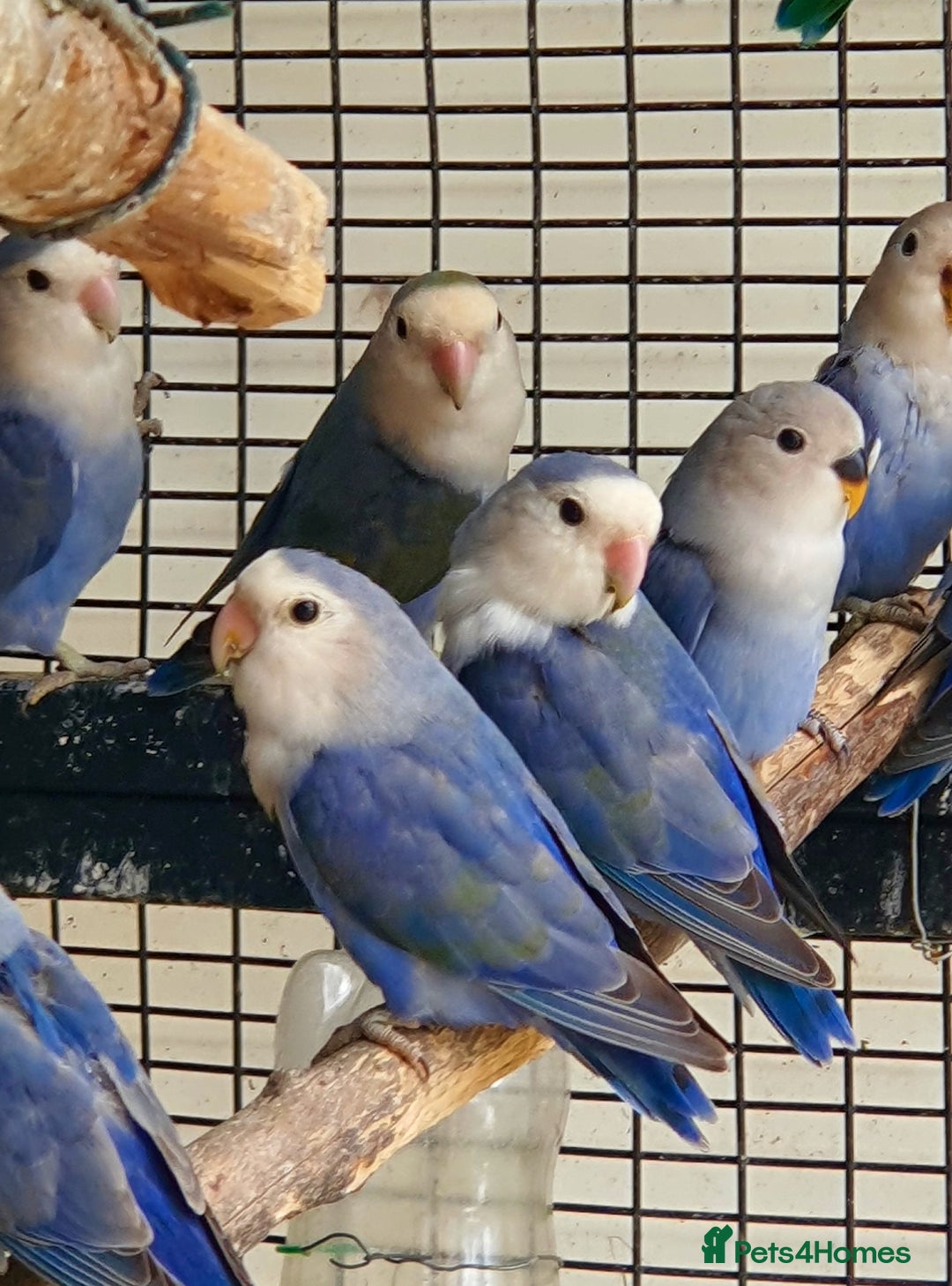 Lovebirds birds for sale: LoveBirds - Image 1