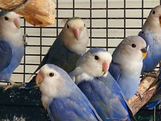 Lovebirds birds - Advert 3