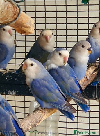 Lovebirds birds - Advert 2