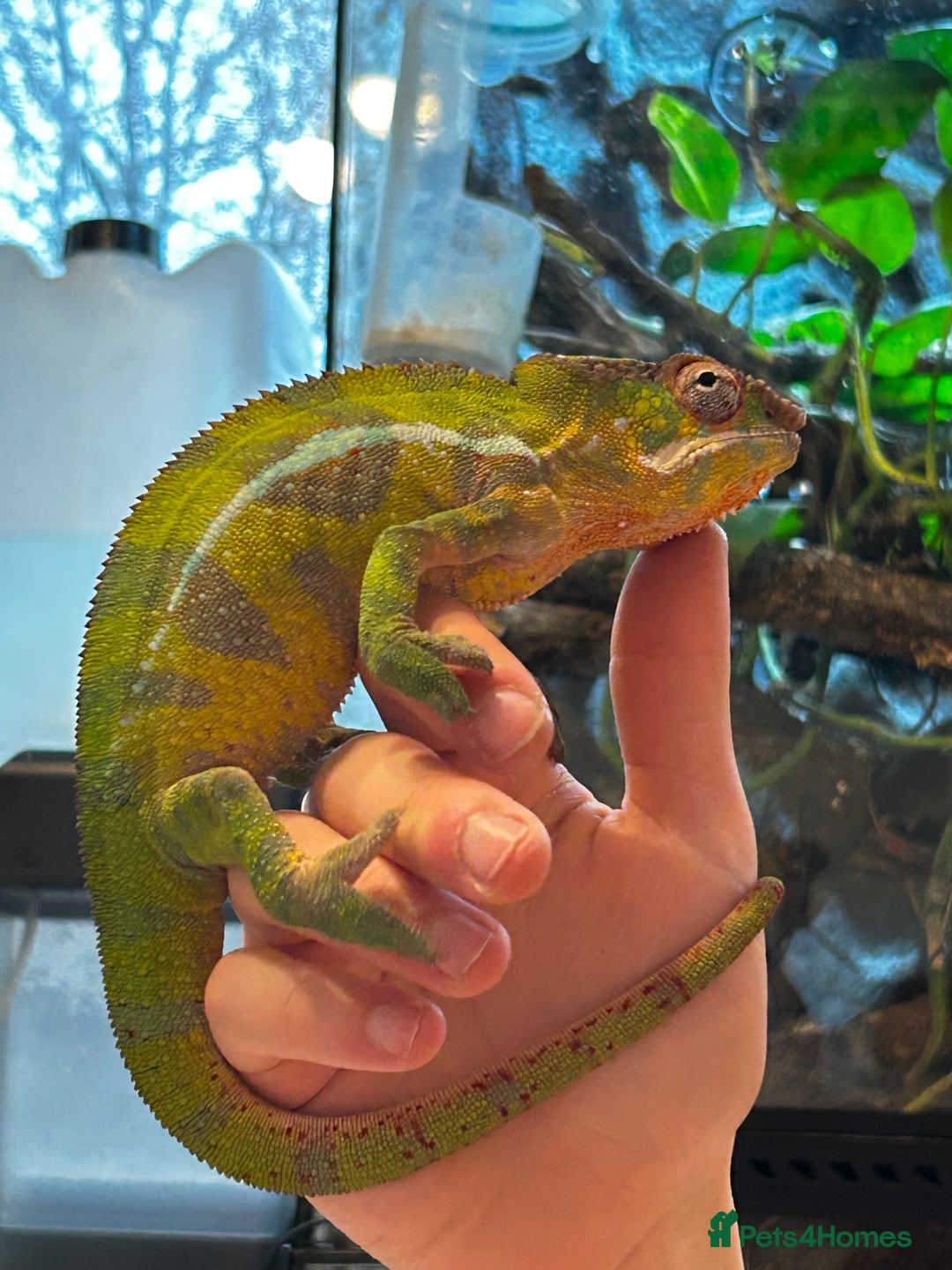 Chameleon reptiles for sale: 2 year old male panther chameleon  - Advert 6