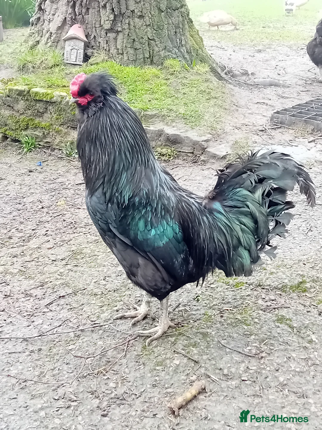 Chickens poultry for sale: Green & Blue Eggers – Confirmed Pullets - Advert 13