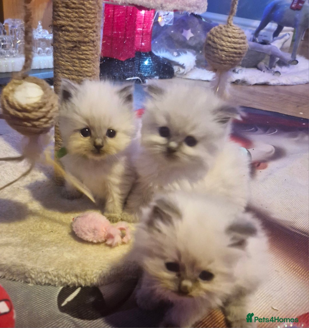 Ragdoll cats for sale: Lovely ragdoll baby's  - Advert 1