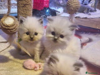 Ragdoll cats Lovely ragdoll baby's - Advert 1