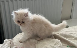 Persian cats for sale: Adorable Female Chinchilla Persian - ready now - Image 25