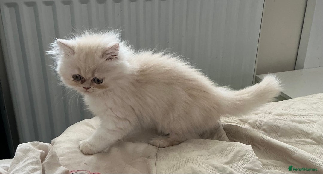 Persian cats for sale: Adorable Female Chinchilla Persian - ready now - Image 25