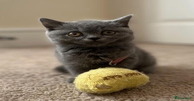 British Shorthair cats - Advert 2