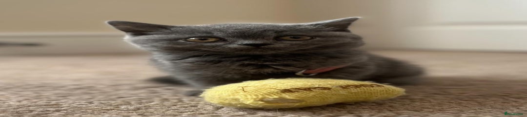 British Shorthair Kitten 5