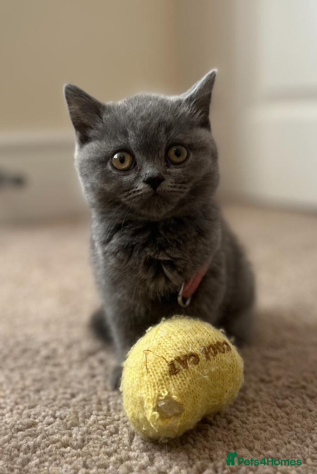 British Shorthair cats for sale: *** Pedigree British Shorthair Kittens *** - Image 2