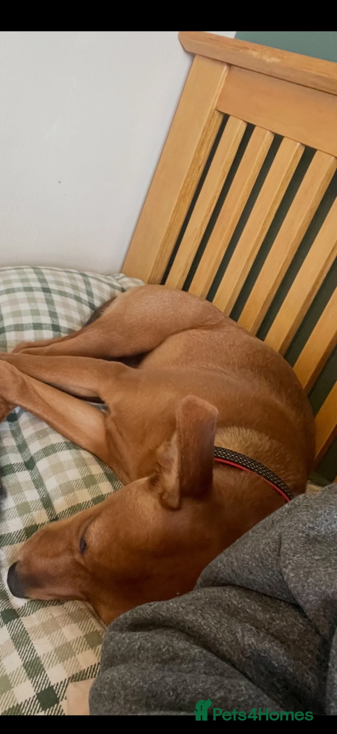 Mixed Breed dogs for sale: Female puppy 8 months old  - Advert 2