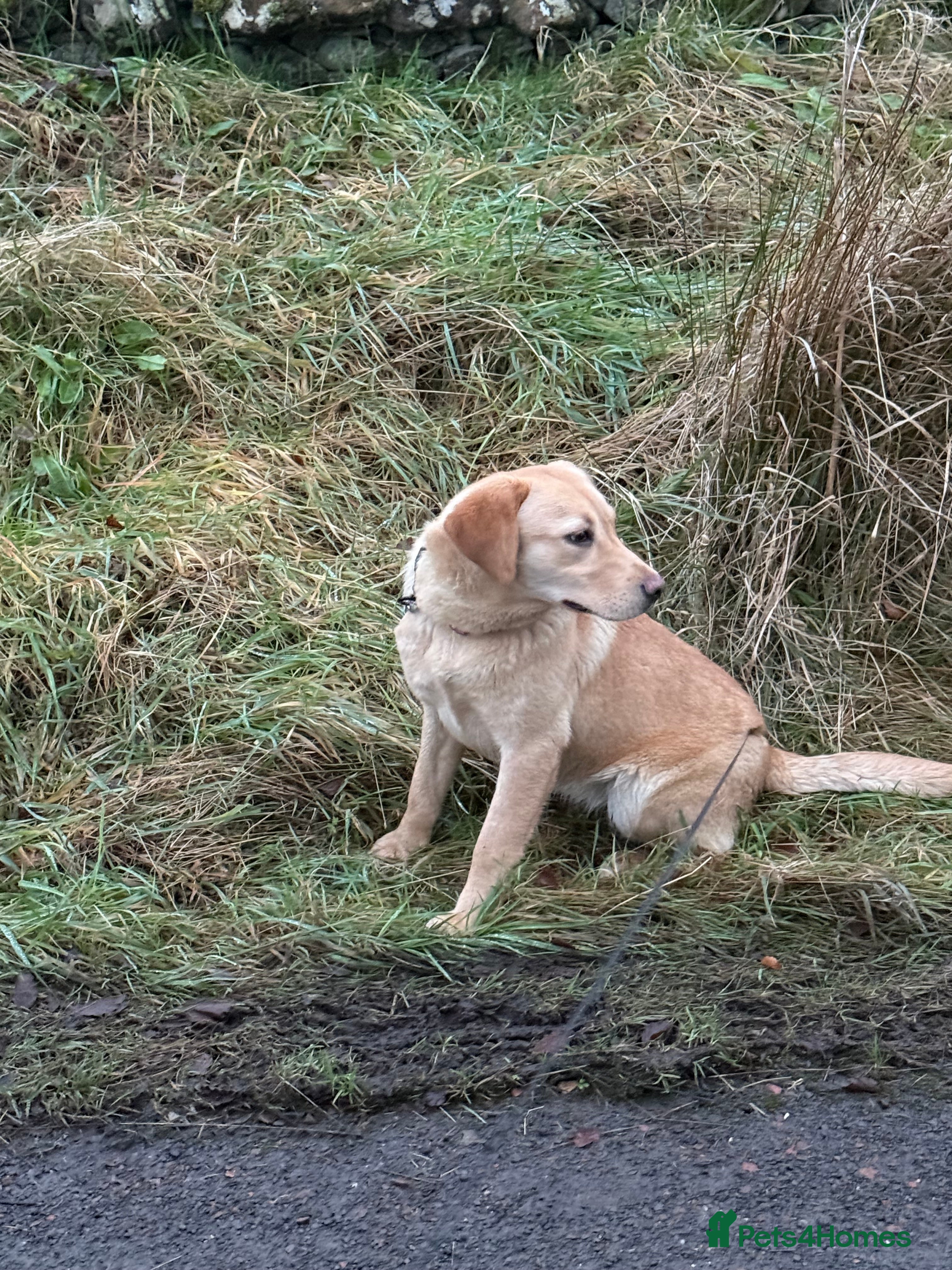 Labrador Retriever dogs KC Registered Female - Advert 1