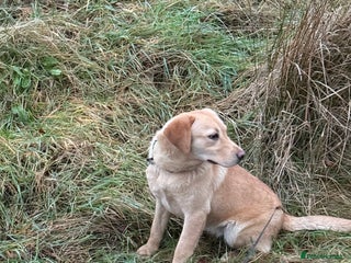 Labrador Retriever dogs KC Registered Female - Advert 1