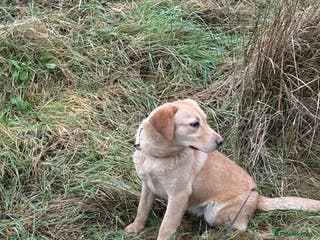 Labrador Retriever dogs KC Registered Female - Advert 5