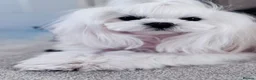 Maltese dogs for sale: 🏆KC🏆Ready Now 🧸Korean Maltese boy 💎 - Advert 16