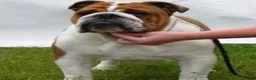 English Bulldog dogs for sale: English Bulldog Pups Standard Traditional Colour - Advert 11