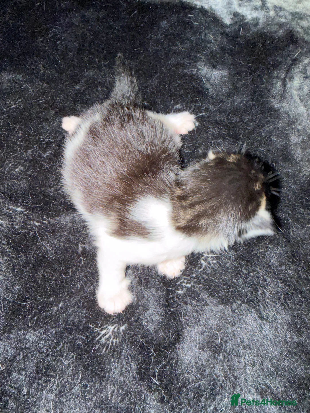 Mixed Breed cats for sale: Three lovely kittens  - Advert 7