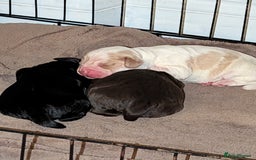 Cocker Spaniel dogs for sale: 🐾 Working Cocker Spaniel Puppies 🐾 - Image 5