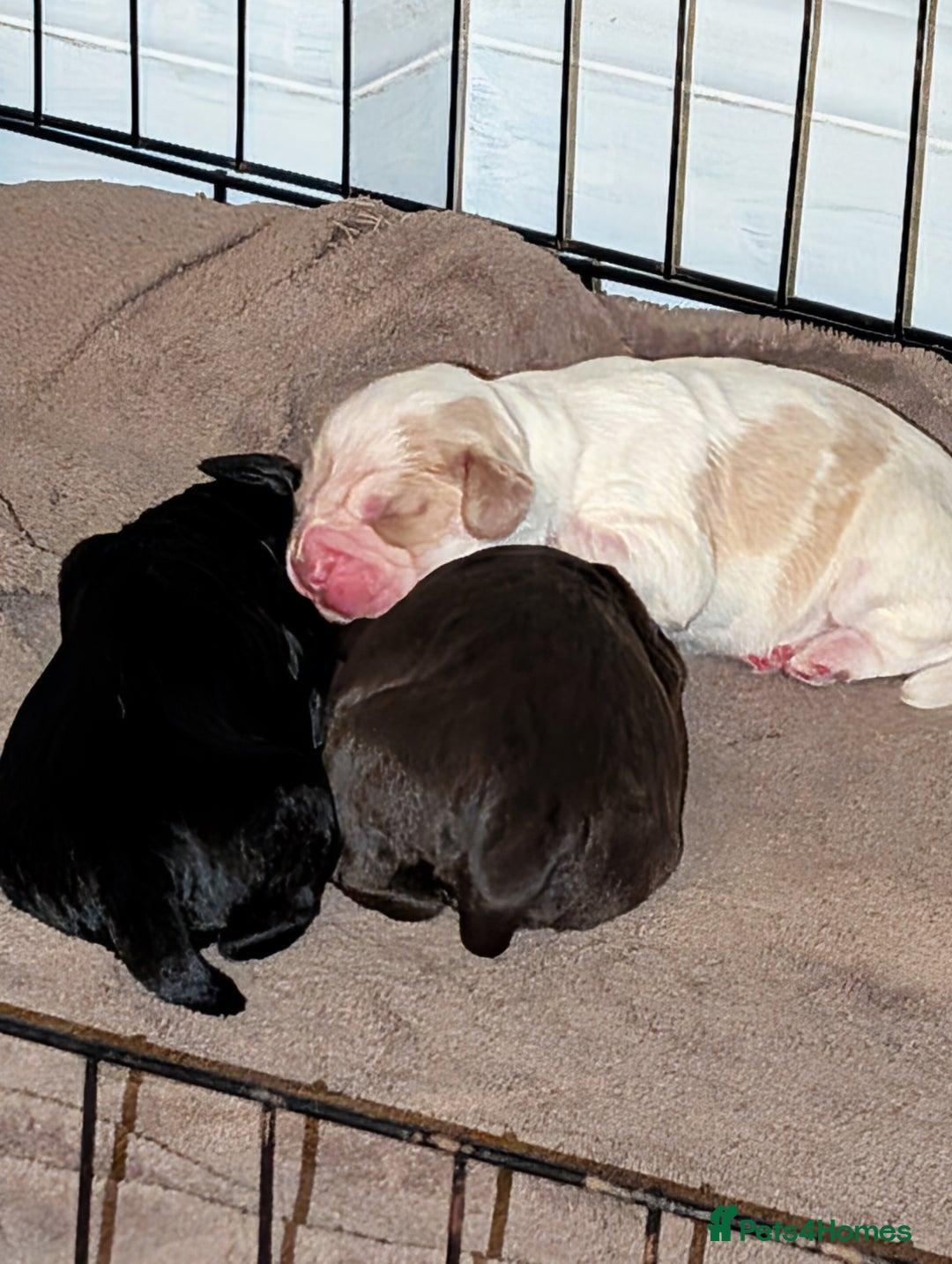 Cocker Spaniel dogs for sale: 🐾 Working Cocker Spaniel Puppies 🐾 - Image 5