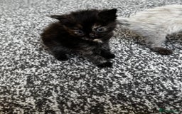 Mixed Breed cats for sale: Ragdoll mix kittens ready for new homes🤍 - Image 6