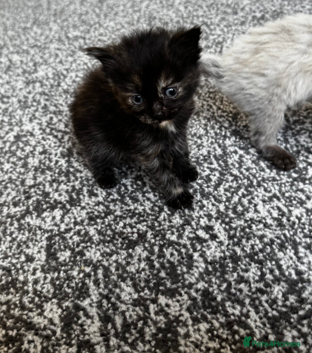 Mixed Breed cats for sale: Ragdoll mix kittens ready for new homes🤍 - Image 6