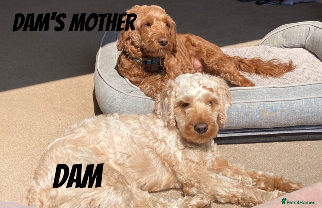 Mixed Breed dogs for sale: Cockapoo/Cavapoo Mix Puppies Available 10 Nov 25 - Image 4