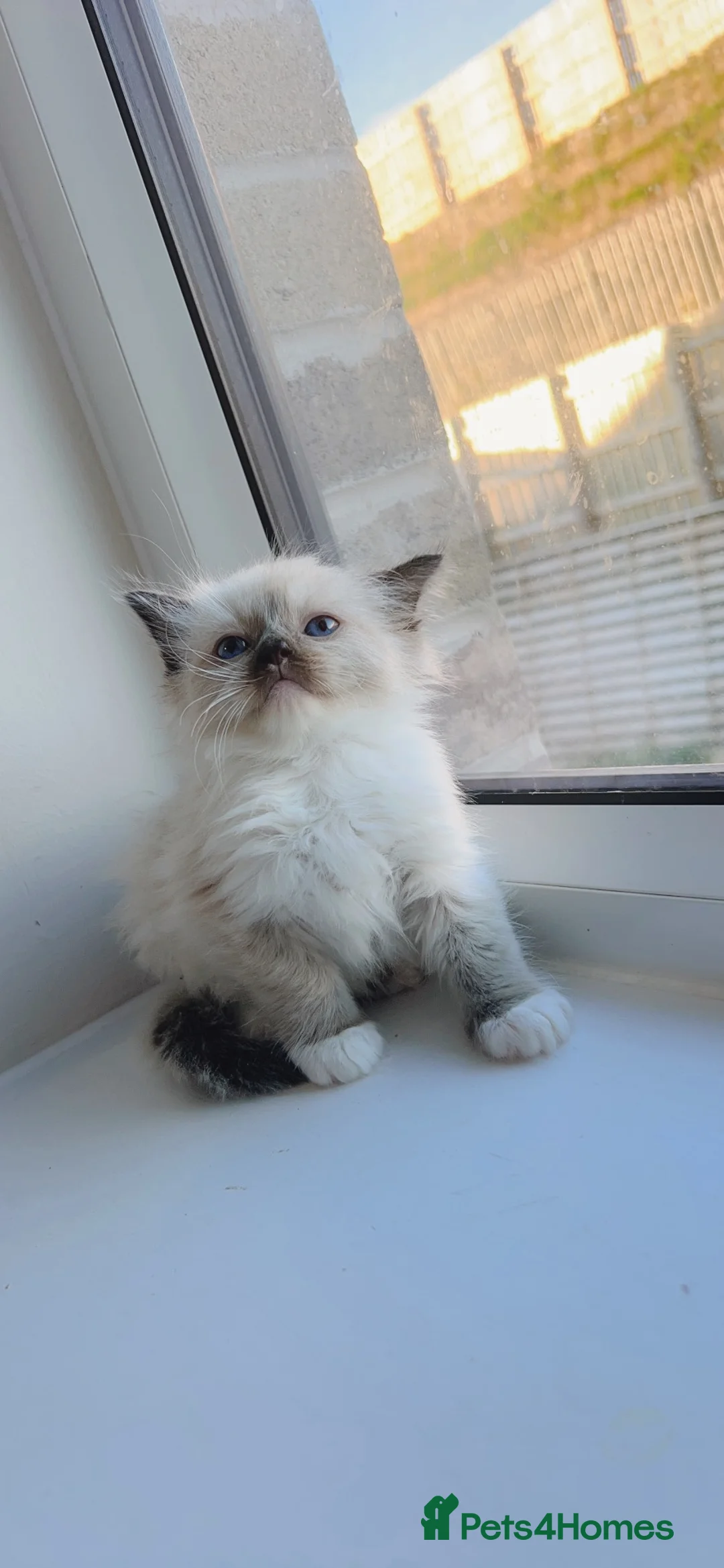 Ragdoll cats for sale: Ragdolls  - Advert 9